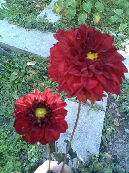 Лидия Салахова