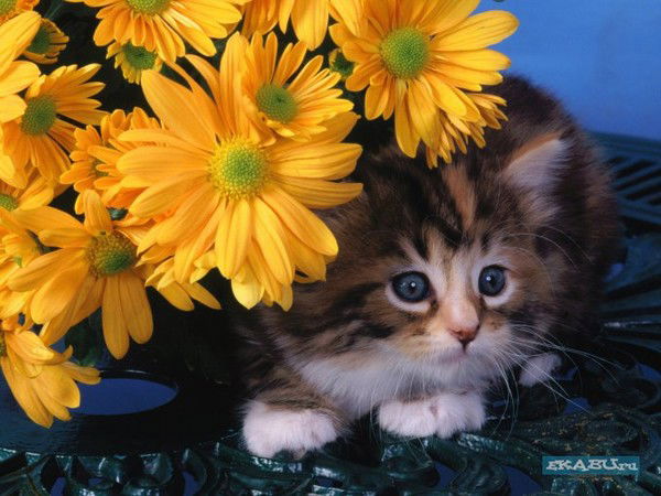 Ольга Надёжина