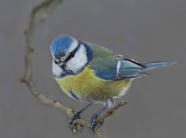 Октябрьский Округ Местное Отделение