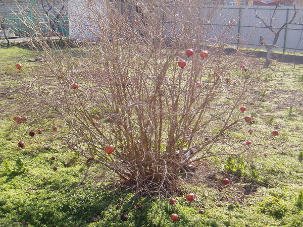 Александр Пирожков