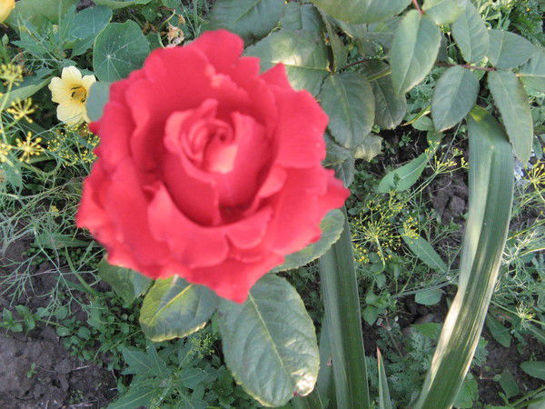 Татьяна Боярская