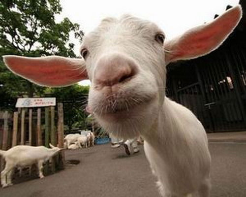 Юлия Козловская