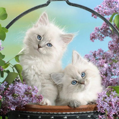 Ольга Макарова