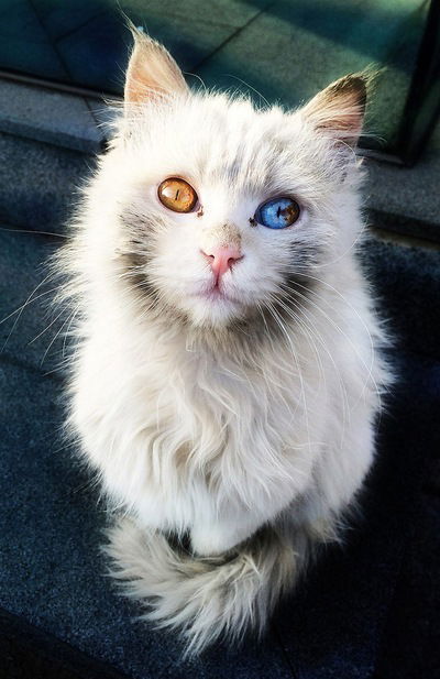 Игорь Литвиненко