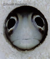 Алексей Кузьмин