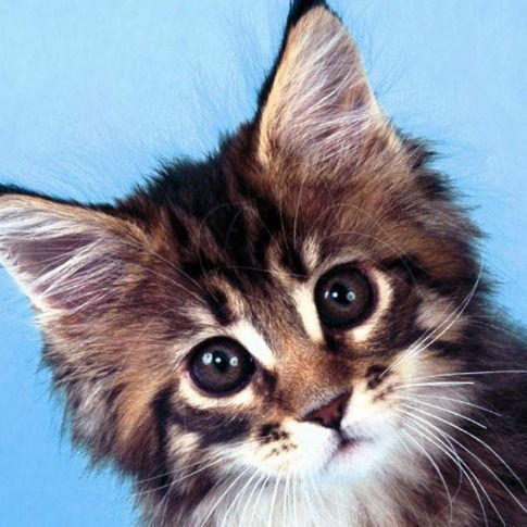 Дима Никитин