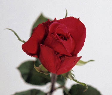 Роза Нурдавлетова