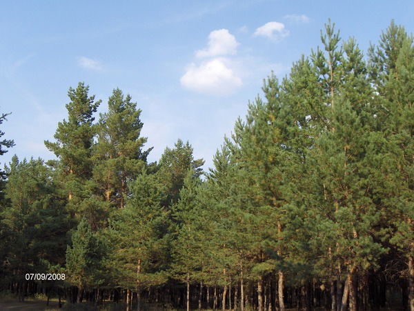 Сергей Саркисян