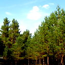 Сергей Саркисян
