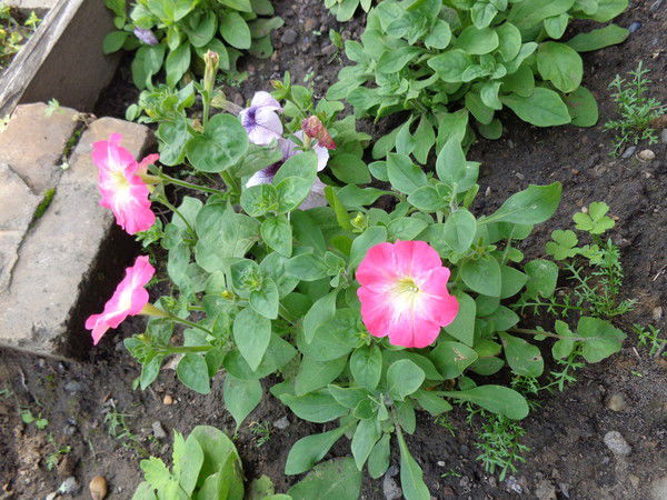 Ярославна Русская