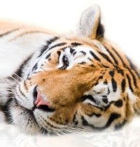 Надежда Скокова