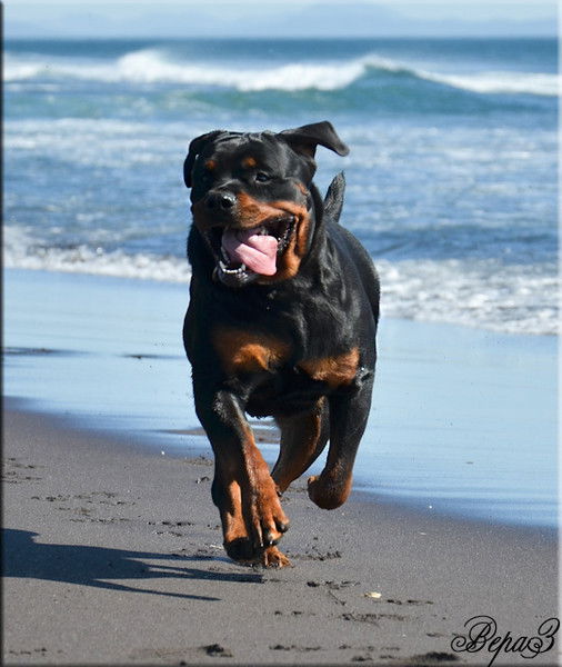 Сергей Серж