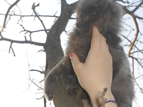 Виктория Томенко