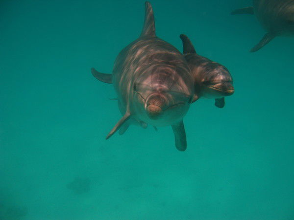 Кристина Гаджиева