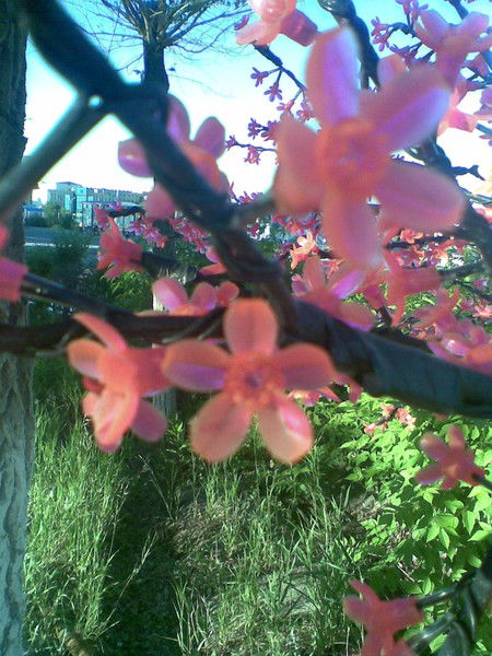 Самал Ерденова