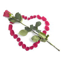 Раиса Конобеева