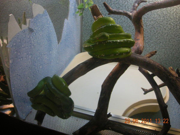 Алсу Фатыхова