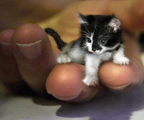 Владимир Первухин