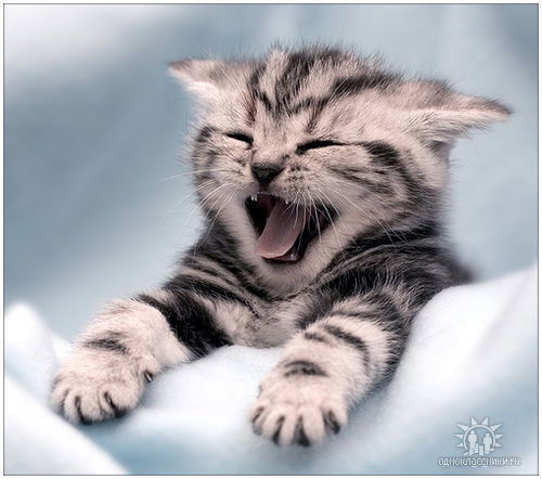 Александр Копытов