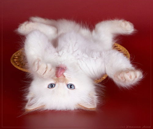 Света Журбенко