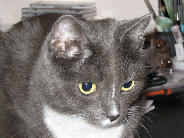 Людмила Головаш