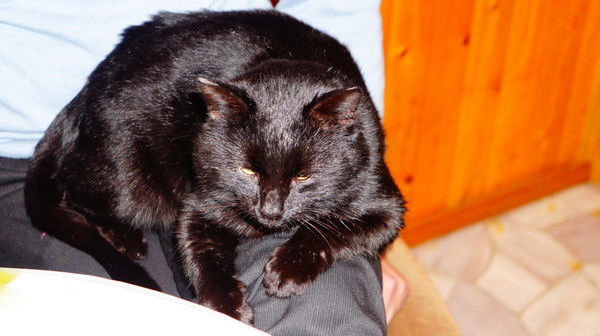 Владимир Тихонов