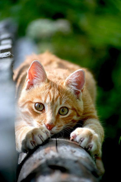 Лидия Третьяк