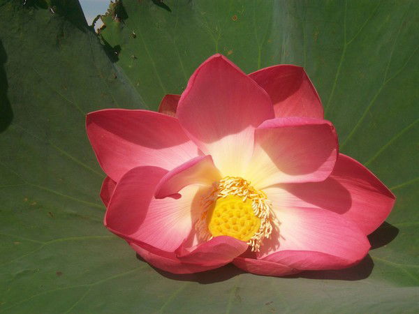 Татьяна Терентьева