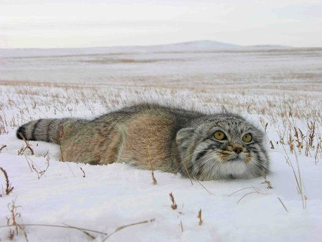 Наталия Гордеева