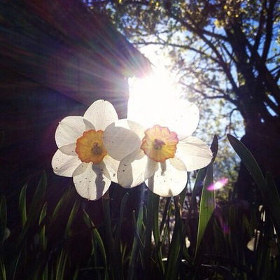 Света Леонова