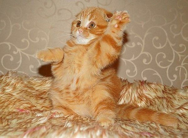 Ольга Полянская