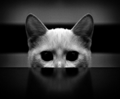 Шамиль Мухамеджанов