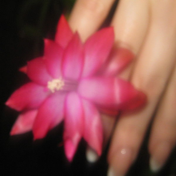 Маргарита Скорик