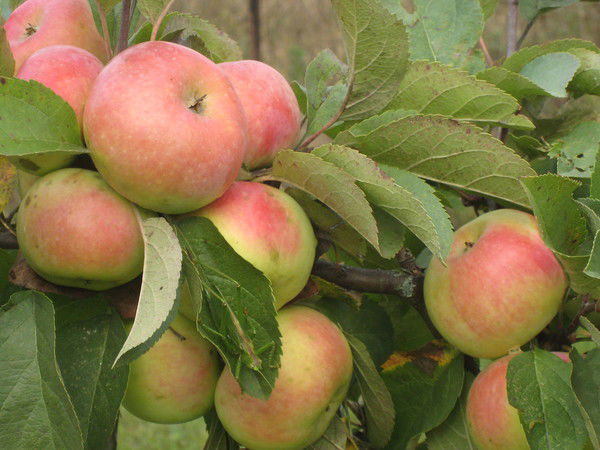 Наталья Спасибо