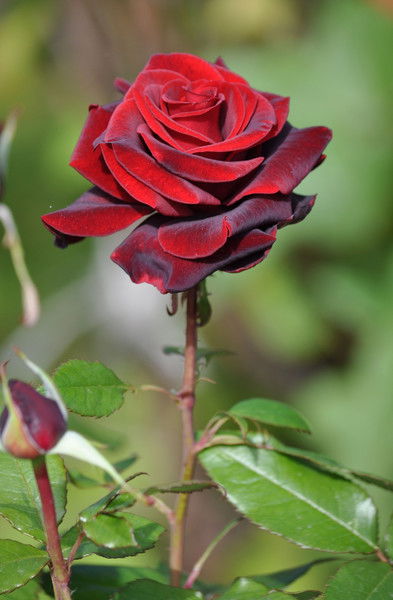 Ибраева Гулдираем