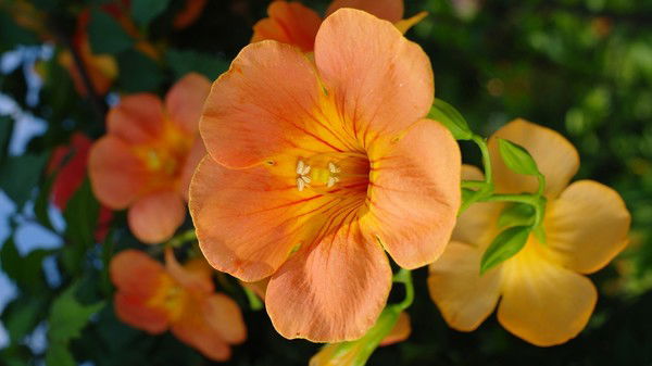 Галия Атамбузова