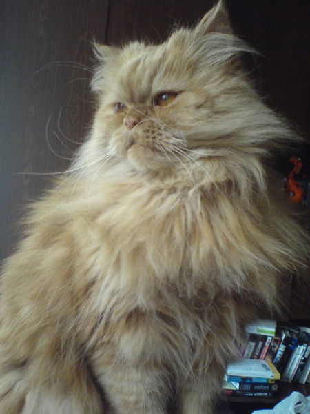 Елена Скорынина