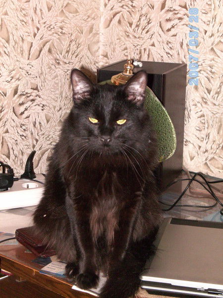 Олег Чернышёв