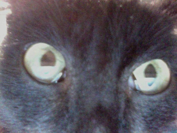 Владимир Трубаченко