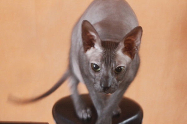 Юлия Перчикова