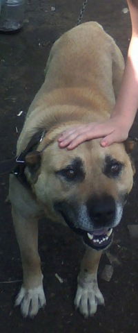 Анжела Тихонова