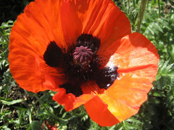 Ленушка Пенушка