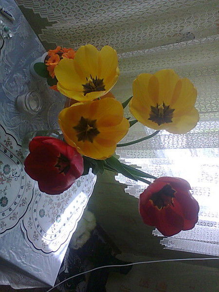 Вова Андреев