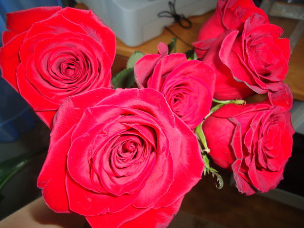 Лена Чернецова