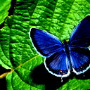 Светлана Николаевна Кабанова