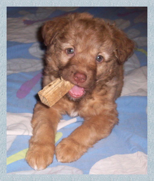 Наталья Колечёнок