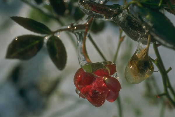 Макпал Жунусова