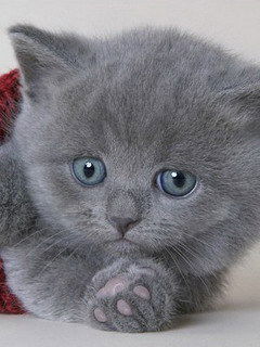 Наталья Васильева