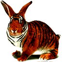 Алексей Коренев