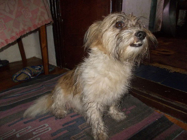 Галина Кипренко